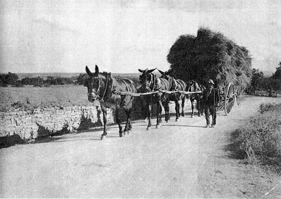 Farratges Casamitjana